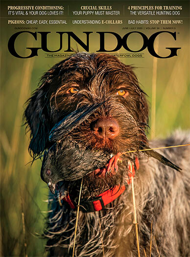 Best Price for Gun Dog Magazine Subscription