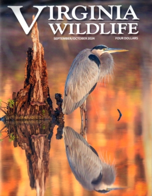 Best Price for Virginia Wildlife Magazine Subscription