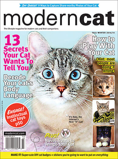 Best Price for Modern Cat Magazine Subscription